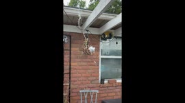 Fed a Banana Spider a Beetle