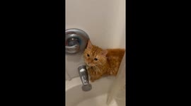 Orange Cat Obsessed With Water