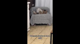 Cat Reacts to Interesting Smell