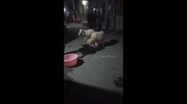 My father buy some sheeps. After at home suddenly some sheeps like unknown behavior. One sheep set in the road and two sheep around circle like protect our partner. Hahaha