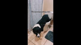 I'm owner this dog and I'm trian our dog to use toilet. My dog use toilet like humen.