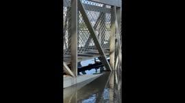 Mudskipper showdown: Viral pipe chase in Australia hits 1.6M views on Instagram