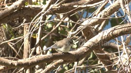A Splendid Fairywren family – one of Australia’s most appealing birds - preening one another.