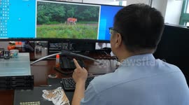 China: Amur tiger, leopard populations thrive thanks to conservation efforts