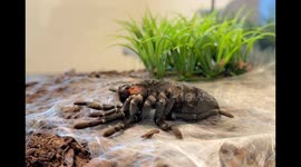 Brazilian black tarantula molting