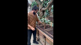 Mandrake mayhem: Harry Potter Studio Tour clip casts viral spell with 36M views