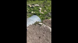 Cute Calf found in a Culvert!