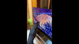 Rottweiler Trying to Eat the Ribs on the TV Screen