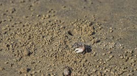 Watch as little crab uses its specialized claw, or chela on beach.