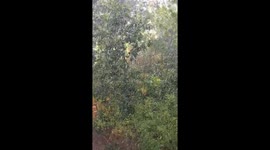 Heavy downpour with huge raindrops in Stockholm, Sweden