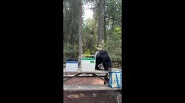 Curious Black Bear Wanders into Campsite Picnic Area