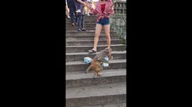 Monkey runs away with bags of bubble tea at tourist spot in China