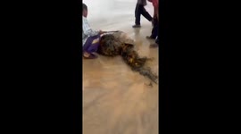 Locals rescue sea turtle found tangled in net washed up on Thai beach