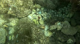 Diver boyfriend surprises partner with underwater proposal