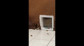 Stubborn cat makes own entrance instead of cat door in Chiang Mai, Thailand