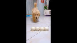 Hungry golden retrievers eat buns in Beijing, China