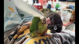 Parrot uses feather to scratch its head in Liaoning, China