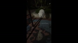 Samoyed enjoys swing ride in Hubei, China