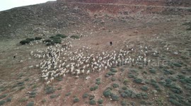 A drone footage in the Lebanese mountains sunset time for a group of goats eating.