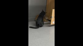 Two cats scuffle in Henan, China