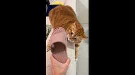 Cat playfully slaps slipper in Chongqing, China