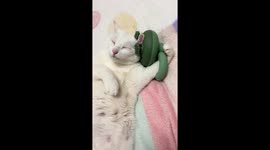 Cat enjoys relaxing head massage in Anhui, China