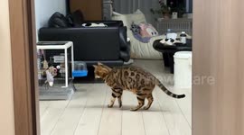 Parrot playfully scares curious cat in Hebei, China