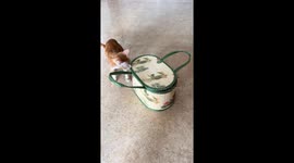 Playful cat hides inside pouch bag in Guangdong, China