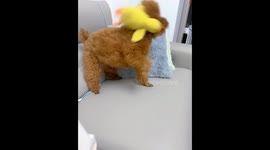 Dog shakes toy aggressively in Anhui, China