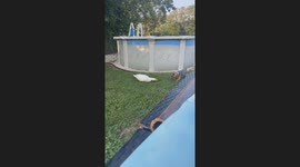 Ducks chase dog in Hazlet, New Jersey, USA