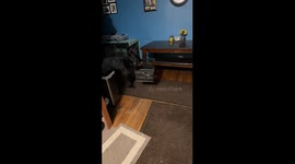 Dog carries bone crate to owner in Oak Forest, Illinois
