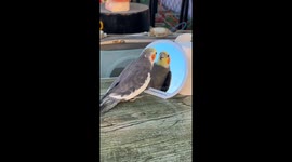 Parrot curiously interacts with its reflection in Jilin, China