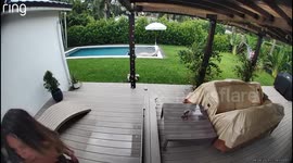 Florida woman panics after mistaking plastic alligator toy in pool for real threat to her puppy - husband points out truth