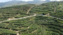 Comoros: China's Guizhou brews global success as major black tea exporter