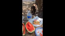 Bear steals watermelon at Gabrielino National Recreation Trail in California, USA