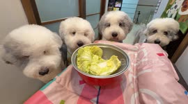 Sheepadoodle puppies enjoy Napa cabbage in Guangdong, China