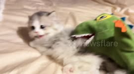 Cat reacts to dinosaur puppet play in Shandong, China