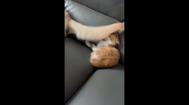 Dog disturbs cat with tail on couch in Liaoning, China