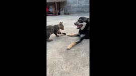 Cat and dog playfully spar in Jiangsu, China