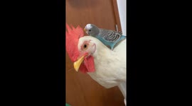 Parakeet plays with rooster’s comb in Hubei, China