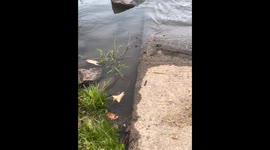 Snakes spotted in Scott County, Virginia, USA