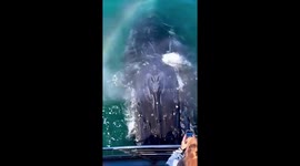 Rare whale encounter in Morro Bay, California