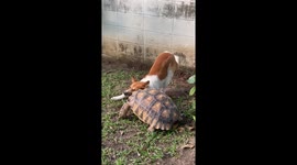 Pet dog and tortoise wrestle together in back garden