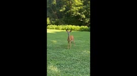 Boyfriend Scares Away Deer