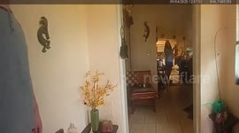 Lee County, Florida Deputies Remove Boar After Breaking Into Home