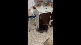 Cat Passes Unwanted Leftovers To Dogs
