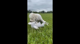 Puppy and His Butterfly Friend