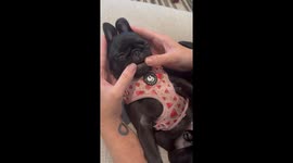 Tiny Teeth On Pug Puppy