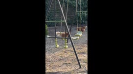 Christine the Hen on a Swing