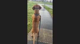 Dog walks on hind legs to catch a better view of the dog ahead